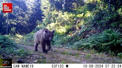Milli Parklar: Vaşak ve ayıyı selamlıyoruz