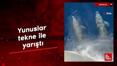 Antalya'da yunuslar tekne ile yarıştı