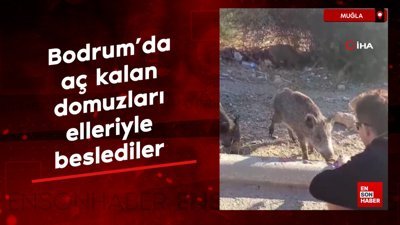 Bodrum'da aç kalan domuzları elleriyle beslediler