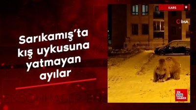Kars Sarıkamış’ta kış uykusuna yatmayan ayılar