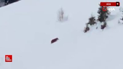 Kış uykusuna yatmayan ayıya seslenen Rizeli: Çabuk doğru yatağa