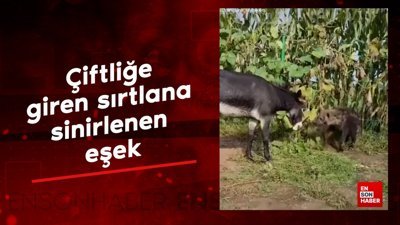 Çiftliğe giren sırtlana sinirlenen eşek