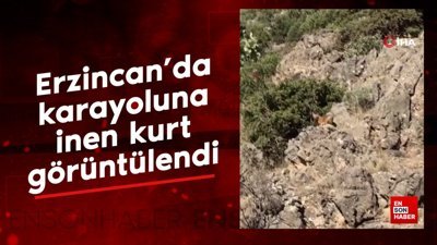 Erzincan’da karayoluna inen kurt görüntülendi