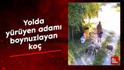 Yolda yürüyen adamı boynuzlayan koç