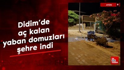 Didim'de aç kalan yaban domuzları şehre indi