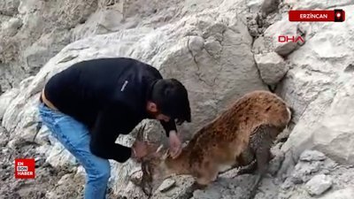 Erzincan'da balçığa saplanan dağ keçisini kurtardılar