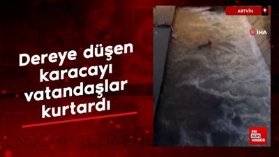 Artvin’de dereye düşen karacayı vatandaşlar kurtardı