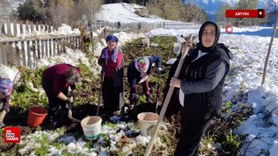 Artvin’e kış erken gelince patates hasası kar altında yapıldı