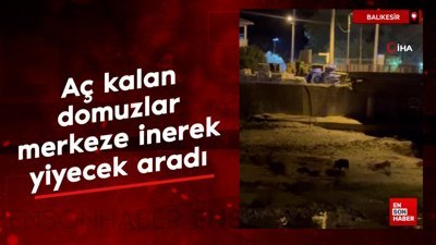 Balıkesir'de aç kalan domuzlar merkeze inerek yiyecek aradı