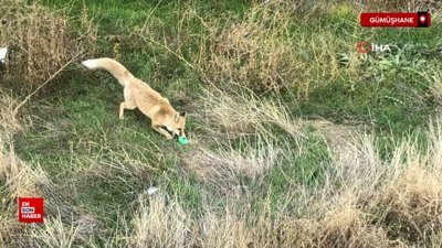 Gümüşhane'de şehir merkezine inen tilkinin plastik top parçası ile oyunu