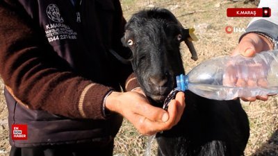 Kahramanmaraş'ta kayalıklarda mahsur kalan 4 keçi kurtarıldı