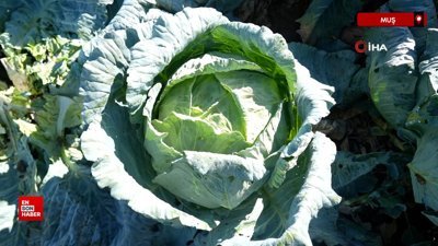 Muş'ta lahana üretiminden 120 milyon lira gelir bekleniyor