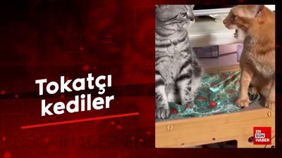 Tokatçı kediler