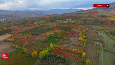Bursa’daki meyve bahçeleri, sonbahar renklerine büründü