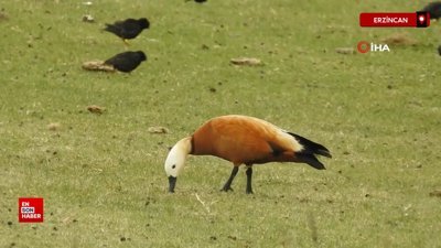 Erzincan Ekşisu Sazlığı birçok kuş türüne ev sahipliği yapıyor