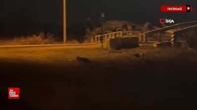 Tekirdağ'da aç kalan tilki ilçe merkezine indi