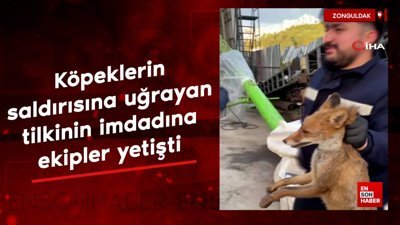 Zonguldak'ta köpeklerin saldırısına uğrayan tilkinin imdadına ekipler yetişti