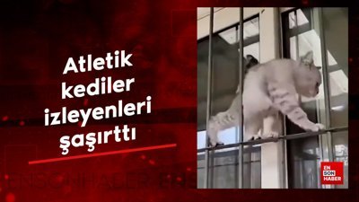 Atletik kediler izleyenleri büyüledi