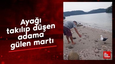 Ayağı takılıp düşen adama gülen martı
