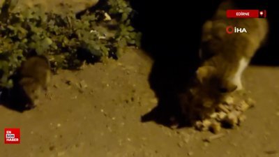 Edirne'de kedi ile farenin kıskandıran dostluğu