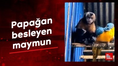 Papağan besleyen maymun