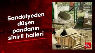 Sandalyeden düşen pandanın sinirli halleri