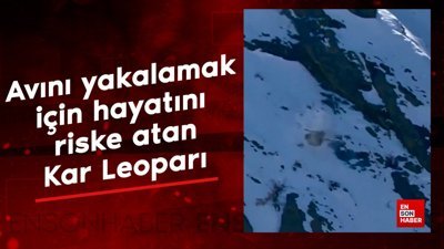 Avını yakalamak için hayatını riske atan bir Kar Leoparı