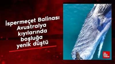 İspermeçet Balinası Avustralya kıyılarındaki, sığ sulara yenik düştü