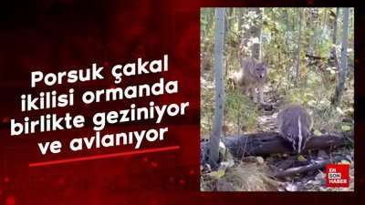 Porsuk çakal ikilisi ormanda birlikte geziniyor ve avlanıyor