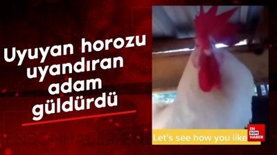 Uyuyan horozu uyandıran adam güldürdü