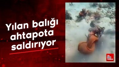 Yılan balığı ahtapota saldırıyor