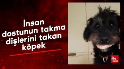 İnsan dostunun takma dişlerini takan köpek