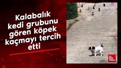 Kalabalık kedi grubunu gören köpek kaçmayı tercih etti