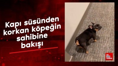 Kapı süsünden korkan köpeğin sahibine bakışı