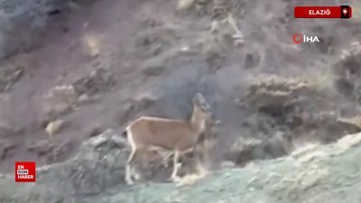 Koruma altındaki dağ keçisi ve yavruları Elazığ'da görüntülendi