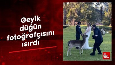 Geyik, düğün fotoğrafçısını ısırdı