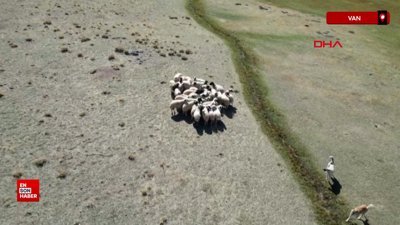 Van'da kaybolan koyunları, öğretmen dronla buldu