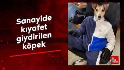 Sanayide kıyafet giydirilen köpek güldürdü
