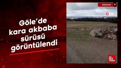 Ardahan'da göle'de kara akbaba sürüsü görüntülendi