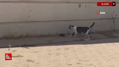 Elazığ’da bir kedi, cüsseli fare ile baş edemedi