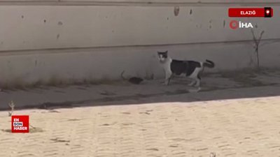 Elazığ'da kedi, cüsseli fare ile baş edemedi