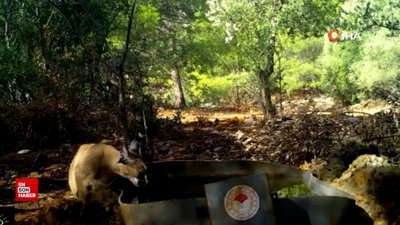 Karakulak su içerken fotokapana takıldı