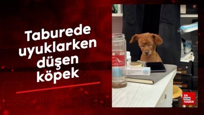 Taburede uyuklarken düşen köpek