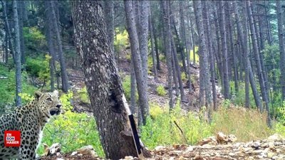 Anadolu parsı fotokapanla görüntülendi