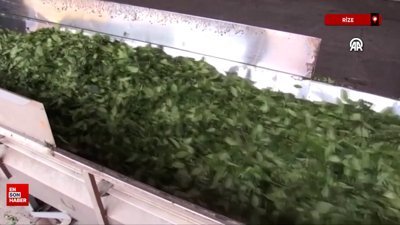 ÇAYKUR'da geri kalan sezonda 150 bin ton kuru çay üretildi