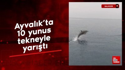 Ayvalık'ta 10 yunus tekneyle yarıştı