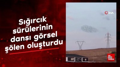 Sığırcık sürülerinin dansı görsel şölen oluşturdu