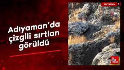 Adıyaman'da çizgili sırtlan görüldü