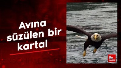 Avına süzülen bir kartal