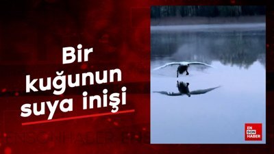 Bir kuğunun suya inişi